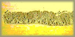 celiaquia2