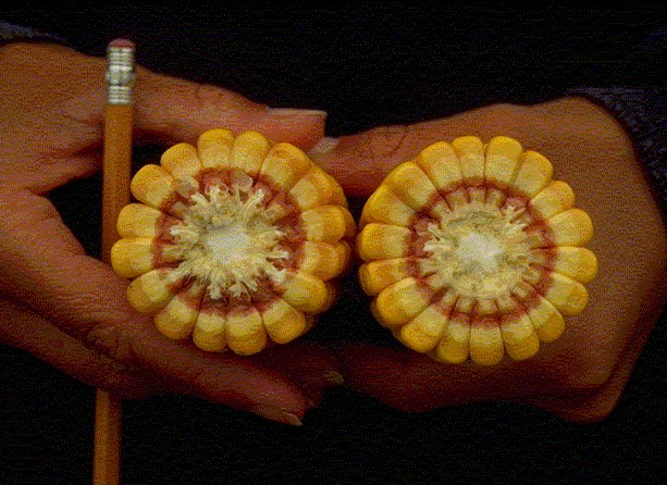 corn milkline photo