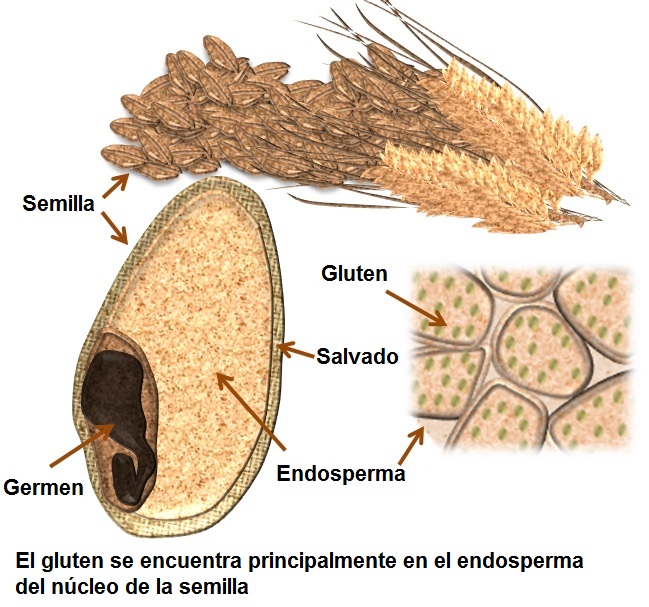 ¿Qué es el Gluten?