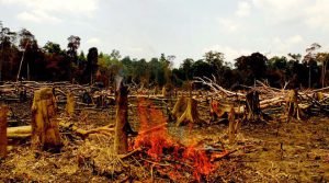 Deforestacion de las selvas asiaticas